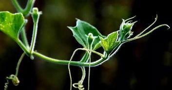 肇庆校园吃瓜,吃瓜群众的热议焦点