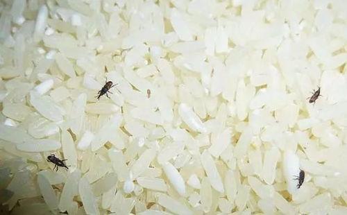 米象吃瓜干,瓜干成了它们的“美味佳肴”