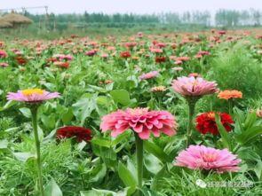 红高粱吃瓜,吃瓜群众的狂欢盛宴