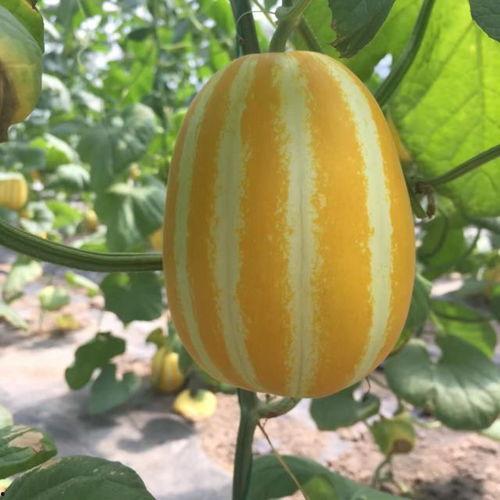 上海广告界吃瓜,一场吃瓜盛宴背后的风云涌动