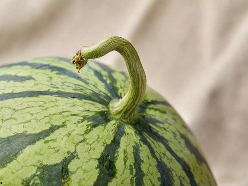 上海广告界吃瓜,一场吃瓜盛宴背后的风云涌动