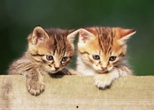 小猫可以吃毛瓜吗,毛瓜是否适合小猫食用？