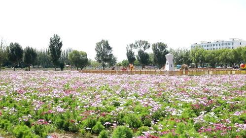 做梦吃花田瓜,花田瓜果的奇幻之旅