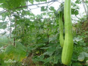 砍瓜怎么吃呢,探索美味新境界