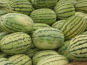 河南信阳少女吃瓜,一场吃瓜引发的甜蜜风波