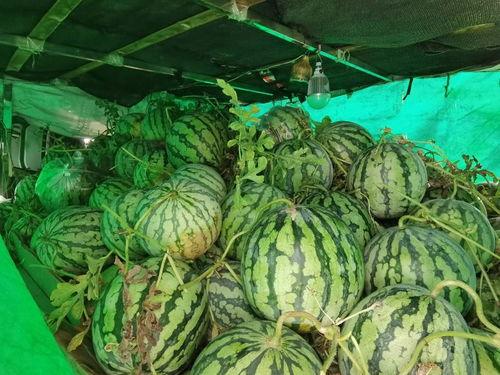 河南信阳少女吃瓜,一场吃瓜引发的甜蜜风波