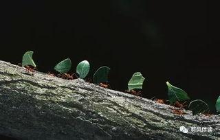 蚂蚁吃小瓜幼苗,小瓜幼苗遭遇生存危机