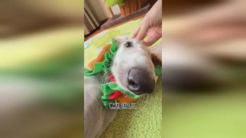 细犬吃瓜