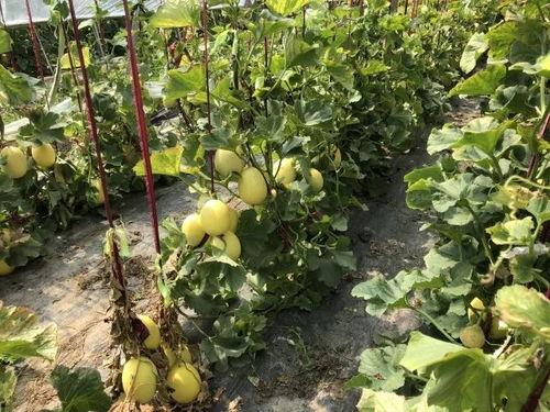 界首吃大瓜,揭秘当地特色美食背后的故事