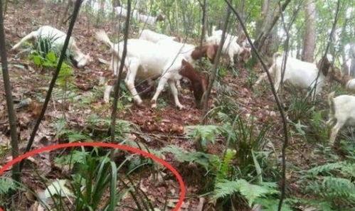 羊吃不吃角瓜兰,揭秘羊是否爱吃角瓜兰