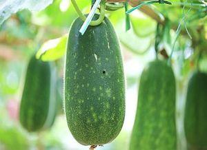 吃瓜不可错过的视频