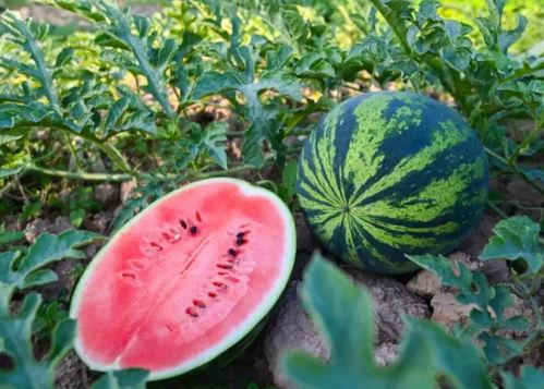 夏季吃的甜蜜瓜,尽享清凉美味