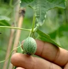 吃瓜有吐皮,品味生活百态