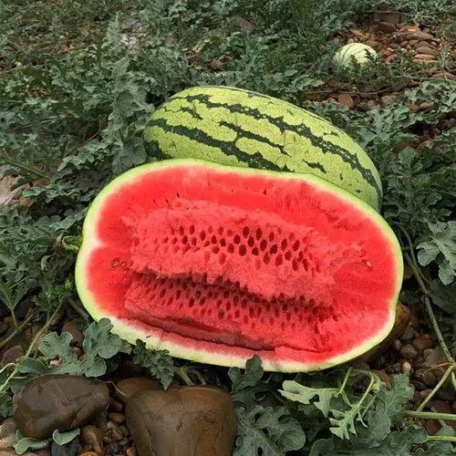 免费吃瓜是什么感觉,揭秘那份独特的愉悦感