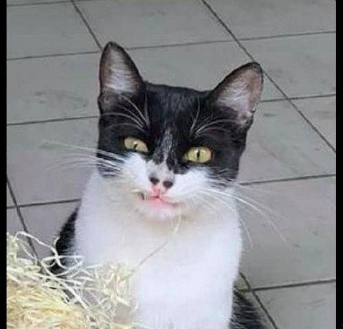 猫猫吃瓜表情啥意思