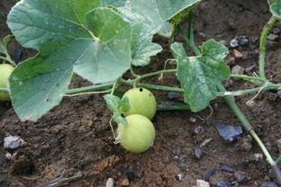 怎么吃马泡瓜,解锁美味新体验