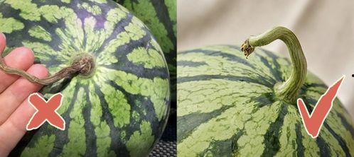 香港卫视吃瓜,揭秘明星幕后真相