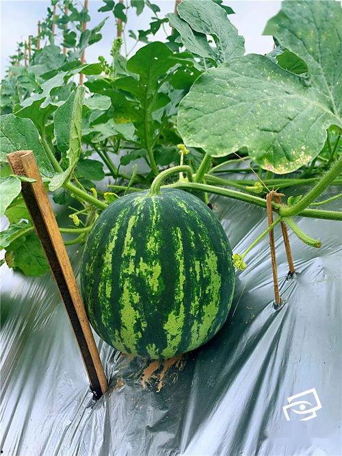 吃瓜吃到自己屋,一场意外的屋内大戏