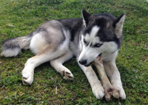 大涛哈士奇吃瓜,吃瓜界的欢乐担当