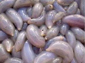 瓜哥吃红薯,瓜哥的红薯美食之旅