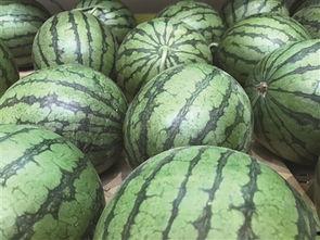 瓜哥吃红薯,瓜哥的红薯美食之旅