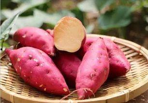 瓜哥吃红薯,瓜哥的红薯美食之旅