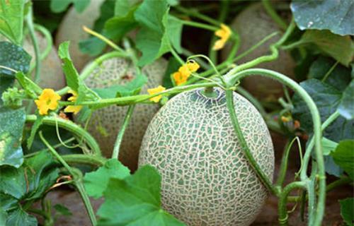 吃瓜系统司景逸,瓜界风云人物深度解析