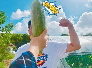 瓜瓜吃瓜回来了