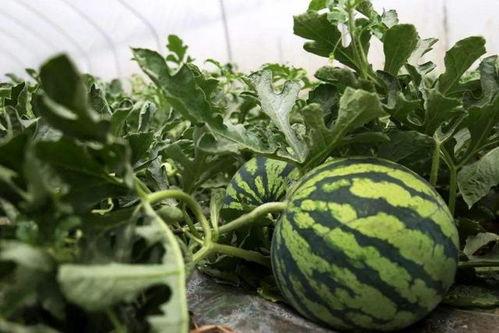 瓜瓜吃瓜回来了