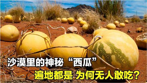 神秘吃瓜人,探寻人间烟火背后的秘密