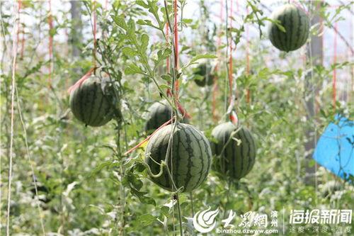 曹县最新吃瓜视频,揭秘幕后真相，带你领略网络热点背后的故事