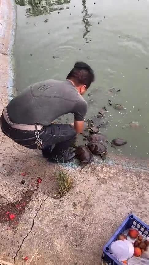 乌龟吃瓜速度多快,慢中见奇，揭秘龟速美食之旅