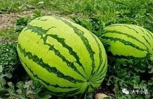 宁红叶吃瓜,揭秘娱乐圈背后的秘密与真相