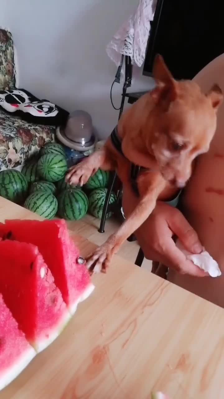 贝儿吃瓜