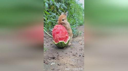 牡丹兔子吃瓜,牡丹兔子与瓜果乐园的奇幻之旅