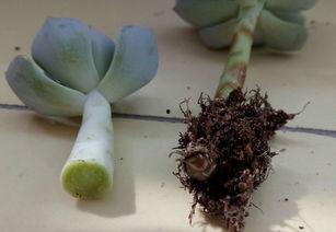 牡丹兔子吃瓜,牡丹兔子与瓜果乐园的奇幻之旅